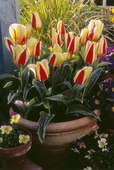 ботанические тюльпаны