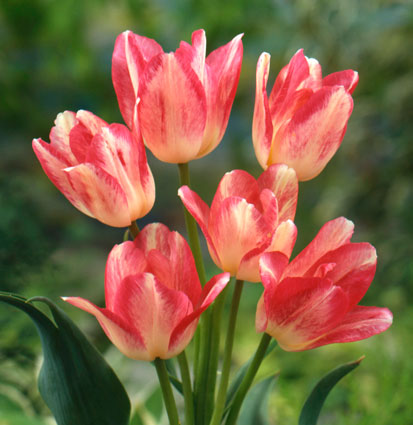 многоцветковые тюльпаны