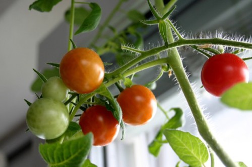 6-Vegetables-to-Grow-Indoors-1