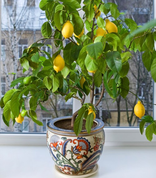 Lemon-Tree-FGT-crop