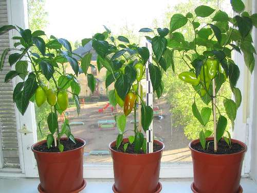 Можно ли выращивать болгарский перец на подоконнике?