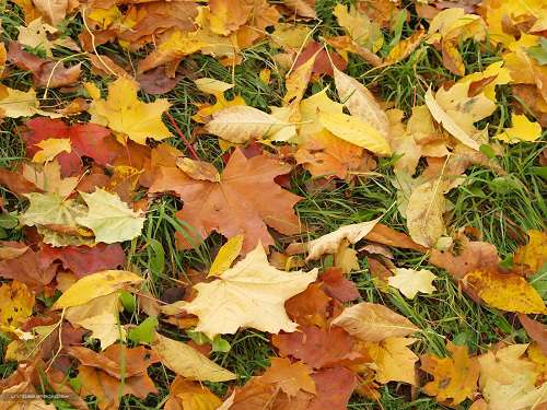 Как использовать опавшую листву