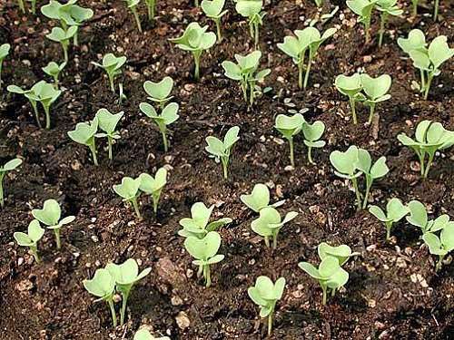 выращивание капусты 