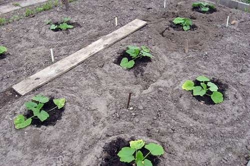  выращивание тыквы