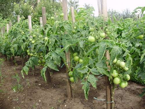 выращивать помидоры на открытом воздухе