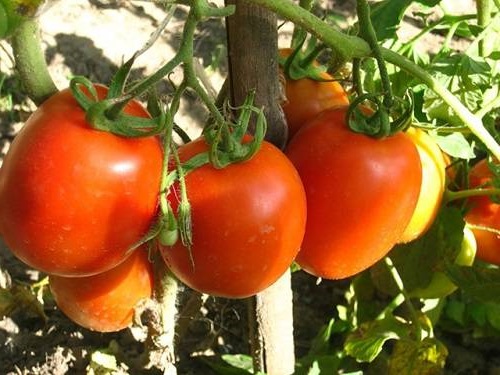 Рекомендации по выращиванию томатов в открытом грунте :