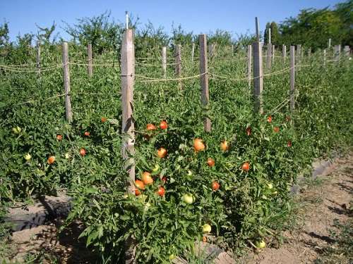 выращивать помидоры на открытом воздухе