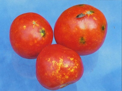 вредители томатов