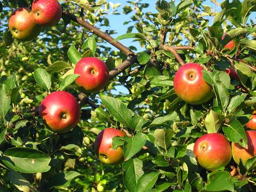 яблони в саду