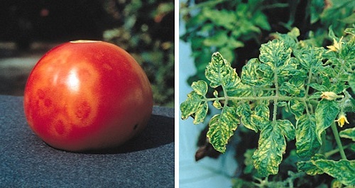 болезни томатов