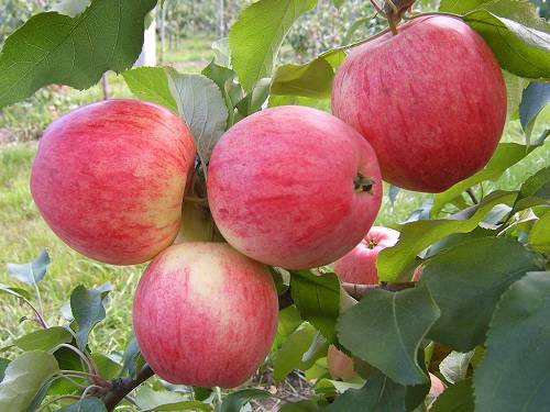 яблони в саду