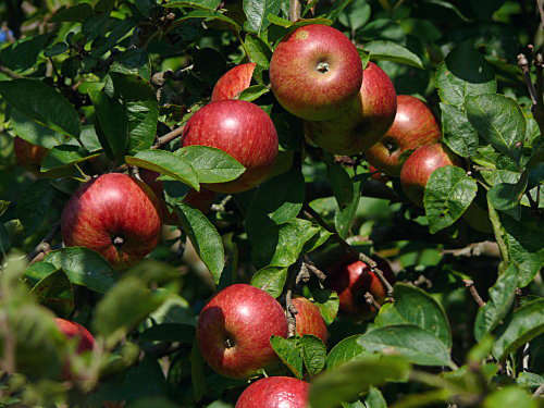 вредители яблони
