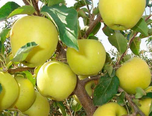 болезни яблонь