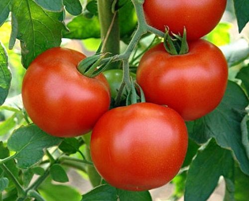 помидоры 