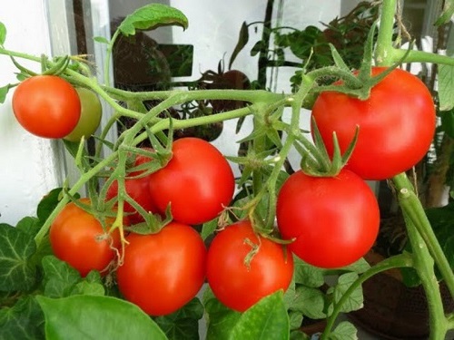 помидоры на подоконнике