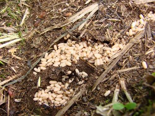 муравьи на огороде