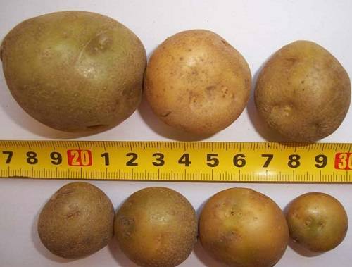 semennoj kartofel 2